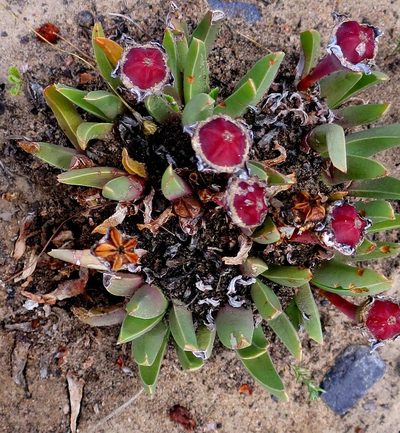 Acrodon bellidiflorus, photographed by Di Turner
