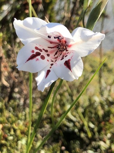 Gladiolus variegatus, photographed by Charleen Brunke
