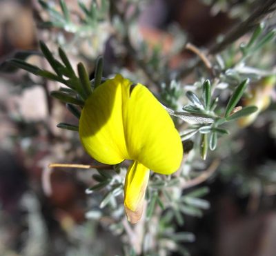 Lotononis dahlgrenii, photographed by Di Turner