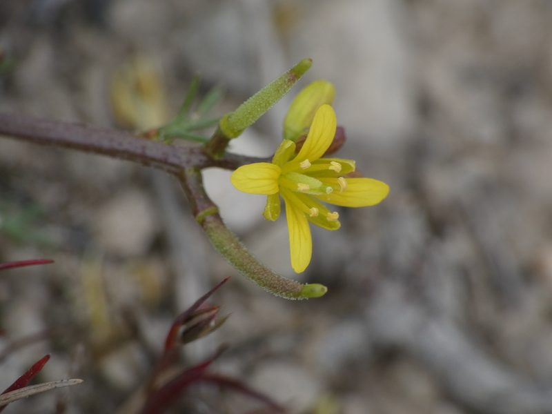 Sisymbrella aspera, photographed by Yves Bas