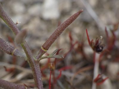 Sisymbrella aspera, photographed by Yves Bas