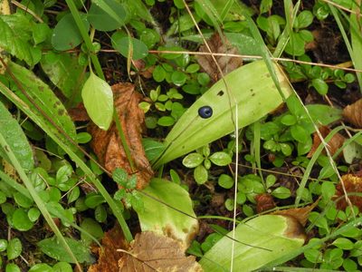 Clintonia uniflora, photographed by Randal