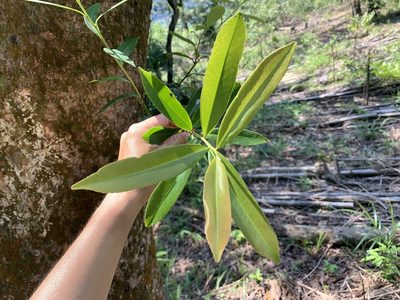 Polyspora axillaris, photographed by 呂一起(Lyu yi-chi)