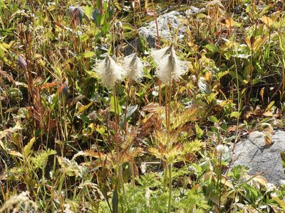 Pulsatilla occidentalis, photographed by Randal