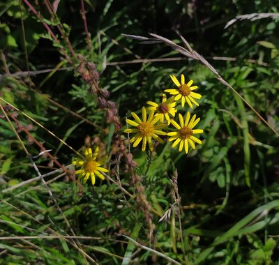 Jacobaea erucifolia, photographed by carnifex