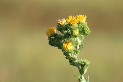 Grindelia ciliata, photographed by Clay