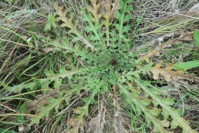 Cirsium esculentum, photographed by Силаева Татьяна Борисовна