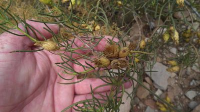 Pteronia flexicaulis, photographed by Shaun Swanepoel