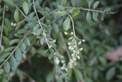 Ligustrum quihoui, photographed by Clay