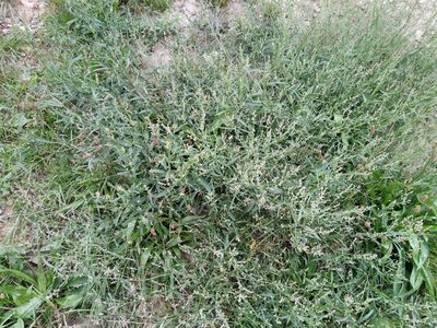 Atriplex patula, photographed by Vladimír Fuka