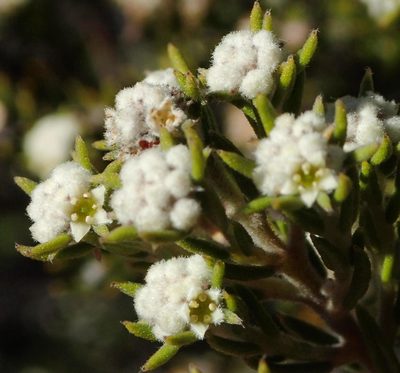 Phylica wittebergensis, photographed by Nicola van Berkel