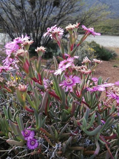 Ruschia caroli, photographed by Danie Palm