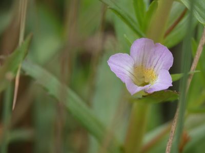 Gratiola officinalis, photographed by Yves Bas