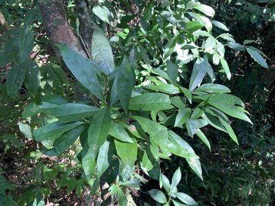 Elaeocarpus decipiens, photographed by 呂一起(Lyu yi-chi)