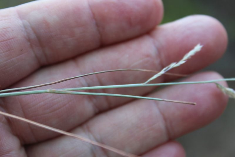 Eragrostis secundiflora, photographed by Clay