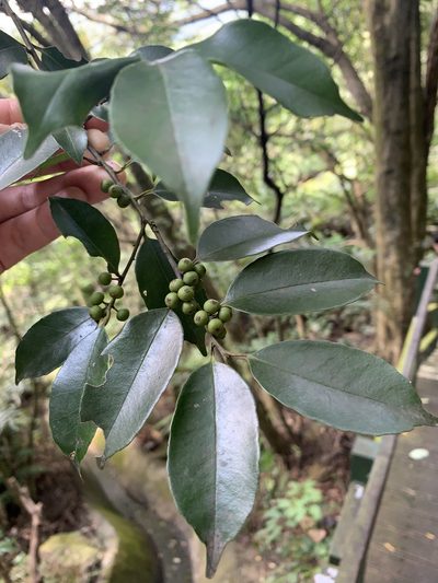 Ilex ficoidea, photographed by 呂一起(Lyu yi-chi)