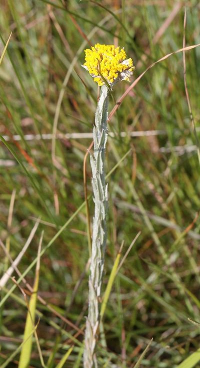 Helichrysum glomeratum, photographed by Alan Manson