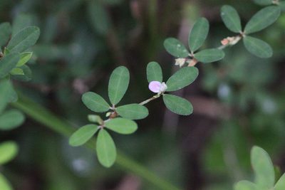 Kummerowia striata, photographed by Agnes Trekker