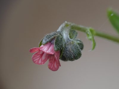 Cynoglossum pustulatum, photographed by Yves Bas