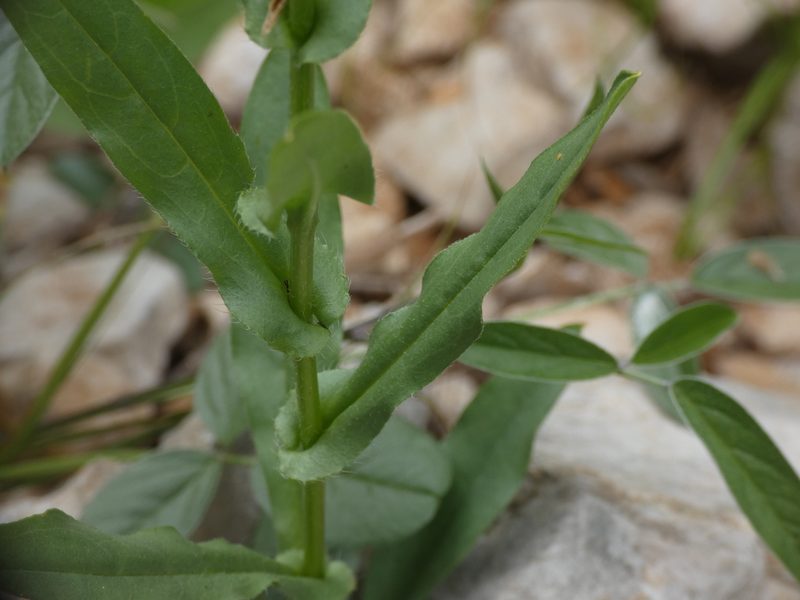 Cynoglossum pustulatum, photographed by Yves Bas