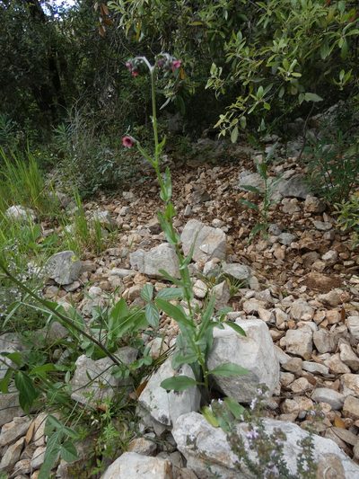 Cynoglossum pustulatum, photographed by Yves Bas