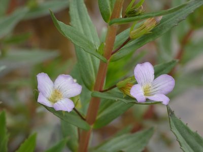Gratiola officinalis, photographed by Yves Bas