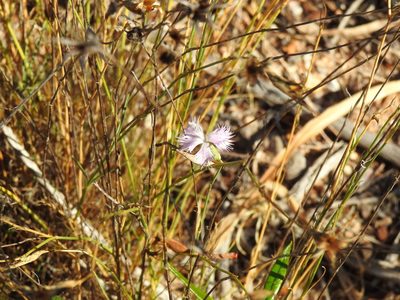 Dianthus broteri, photographed by Duarte Frade