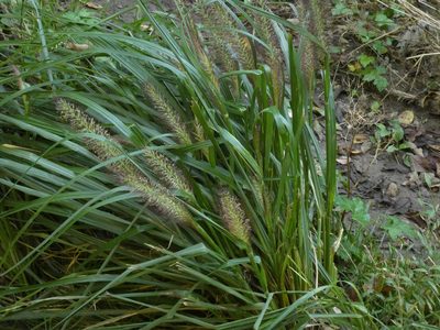 Cenchrus alopecuroides, photographed by Brian White