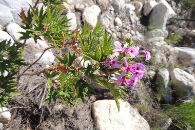 Pelargonium citronellum, photographed by jillblignaut