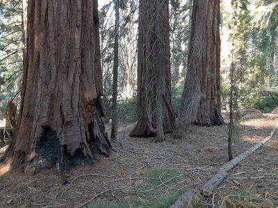 Sequoiadendron giganteum, photographed by Jeff Lahr