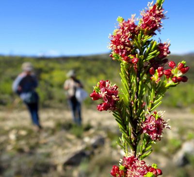 Passerina obtusifolia, photographed by Di Turner