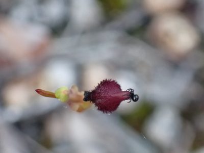 Drakaea glyptodon, photographed by Mark Cliff