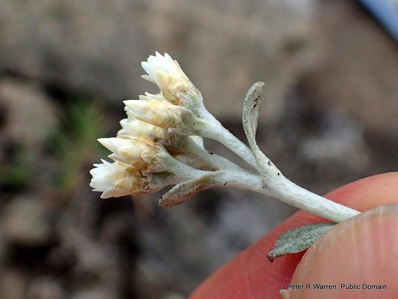 Gnaphalium limicola, photographed by Peter Warren