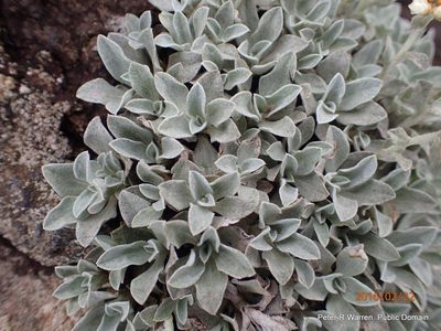 Gnaphalium limicola, photographed by Peter Warren