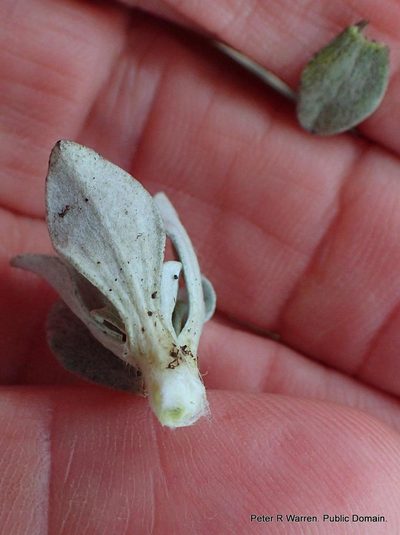 Gnaphalium limicola, photographed by Peter Warren
