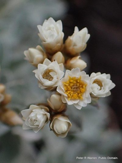 Gnaphalium limicola, photographed by Peter Warren