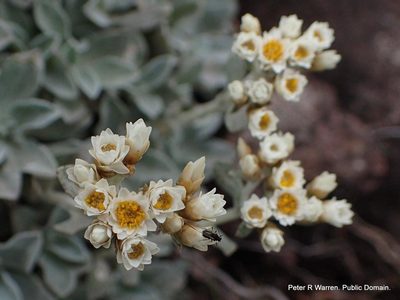 Gnaphalium limicola, photographed by Peter Warren