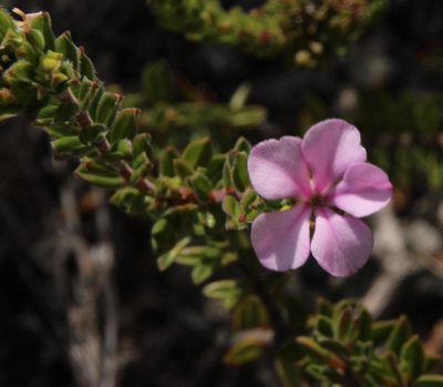 Acmadenia heterophylla, photographed by Tony Rebelo