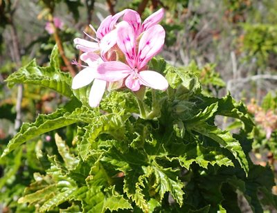Pelargonium glutinosum, photographed by Nicola van Berkel