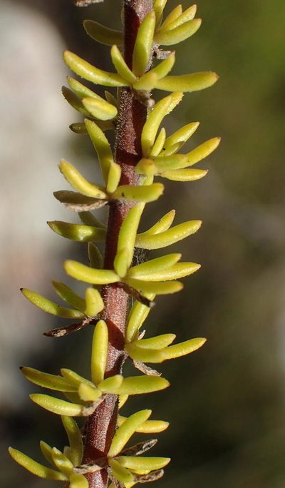 Selago karooica, photographed by Nicola van Berkel