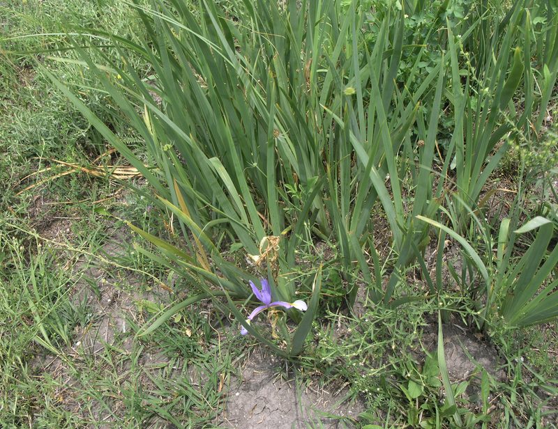 Iris pseudonotha, photographed by Oleg Kosterin