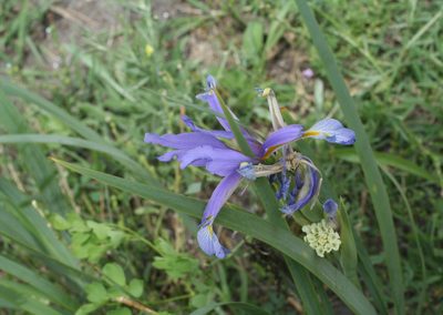 Iris pseudonotha, photographed by Oleg Kosterin