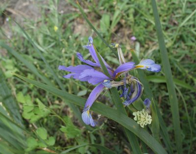 Iris pseudonotha, photographed by Oleg Kosterin