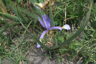 Iris pseudonotha, photographed by Oleg Kosterin