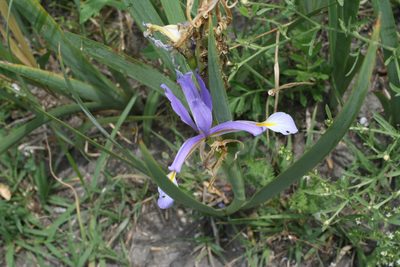 Iris pseudonotha, photographed by Oleg Kosterin