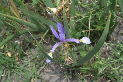 Iris pseudonotha, photographed by Oleg Kosterin