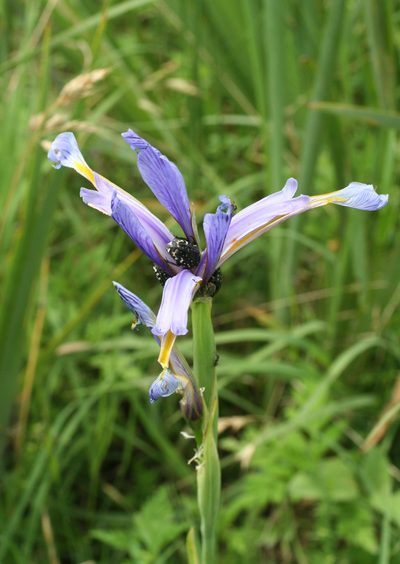 Iris pseudonotha, photographed by Oleg Kosterin