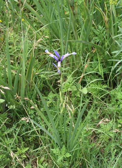 Iris pseudonotha, photographed by Oleg Kosterin
