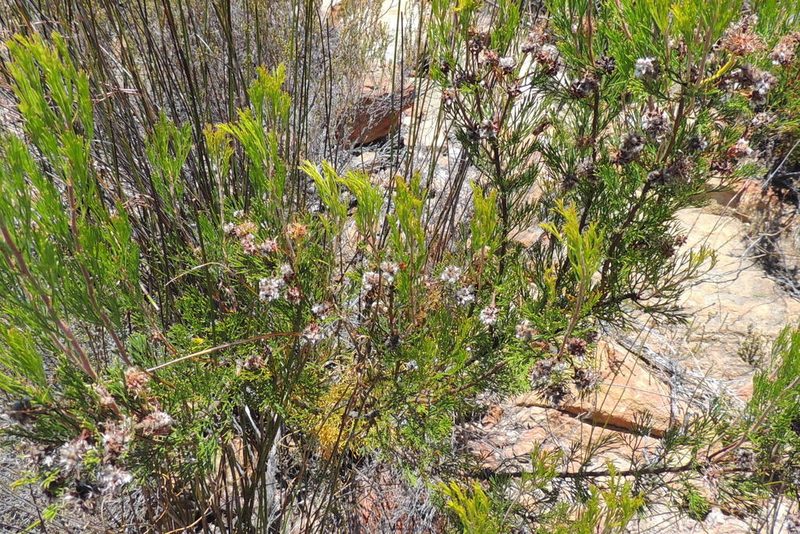 Serruria balanocephala, photographed by jillblignaut