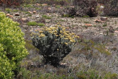 Achyranthemum mucronatum, photographed by Tony Rebelo